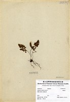 藏品(鐵線蕨)的圖片